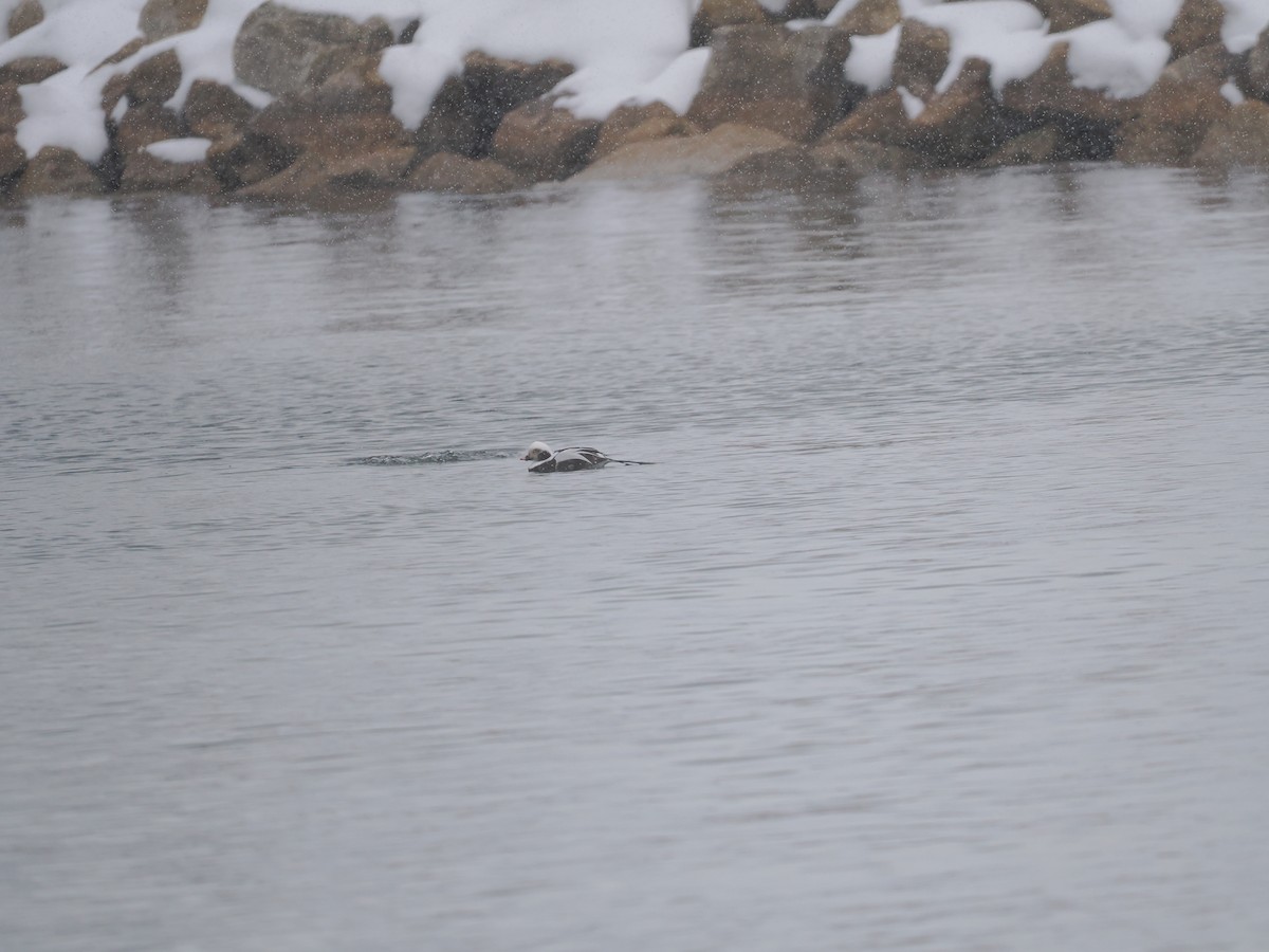 Long-tailed Duck - ML646149559
