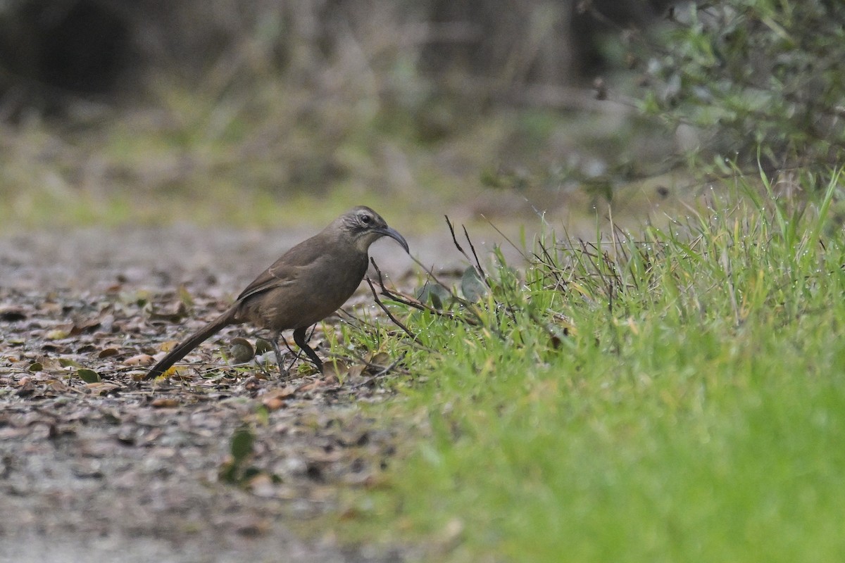 Kaliforniya Çöpçüsü - ML646149560