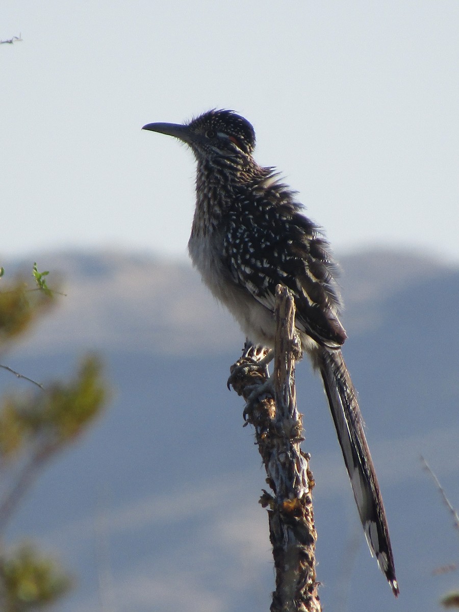 Büyük Yerkoşarı - ML646149561