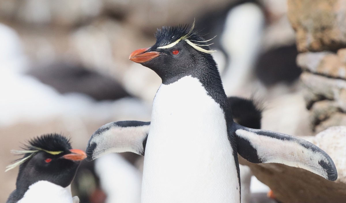 Batılı Zıplar Penguen - ML646149565