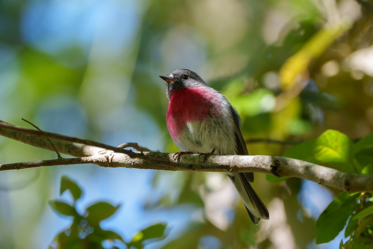 Gülpembe Bülbül - ML646149566