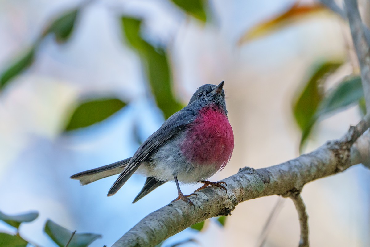 Gülpembe Bülbül - ML646149567