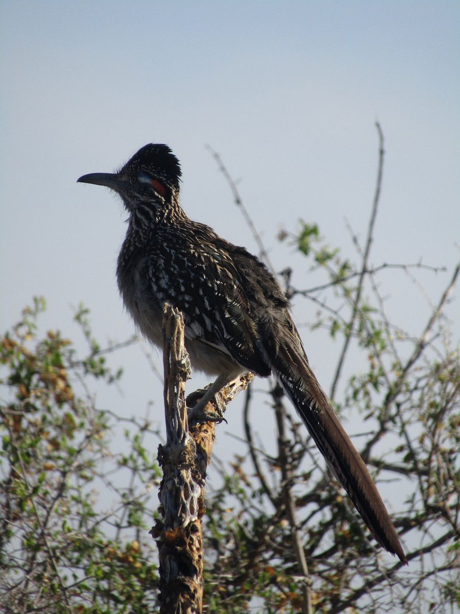 Büyük Yerkoşarı - ML646149568