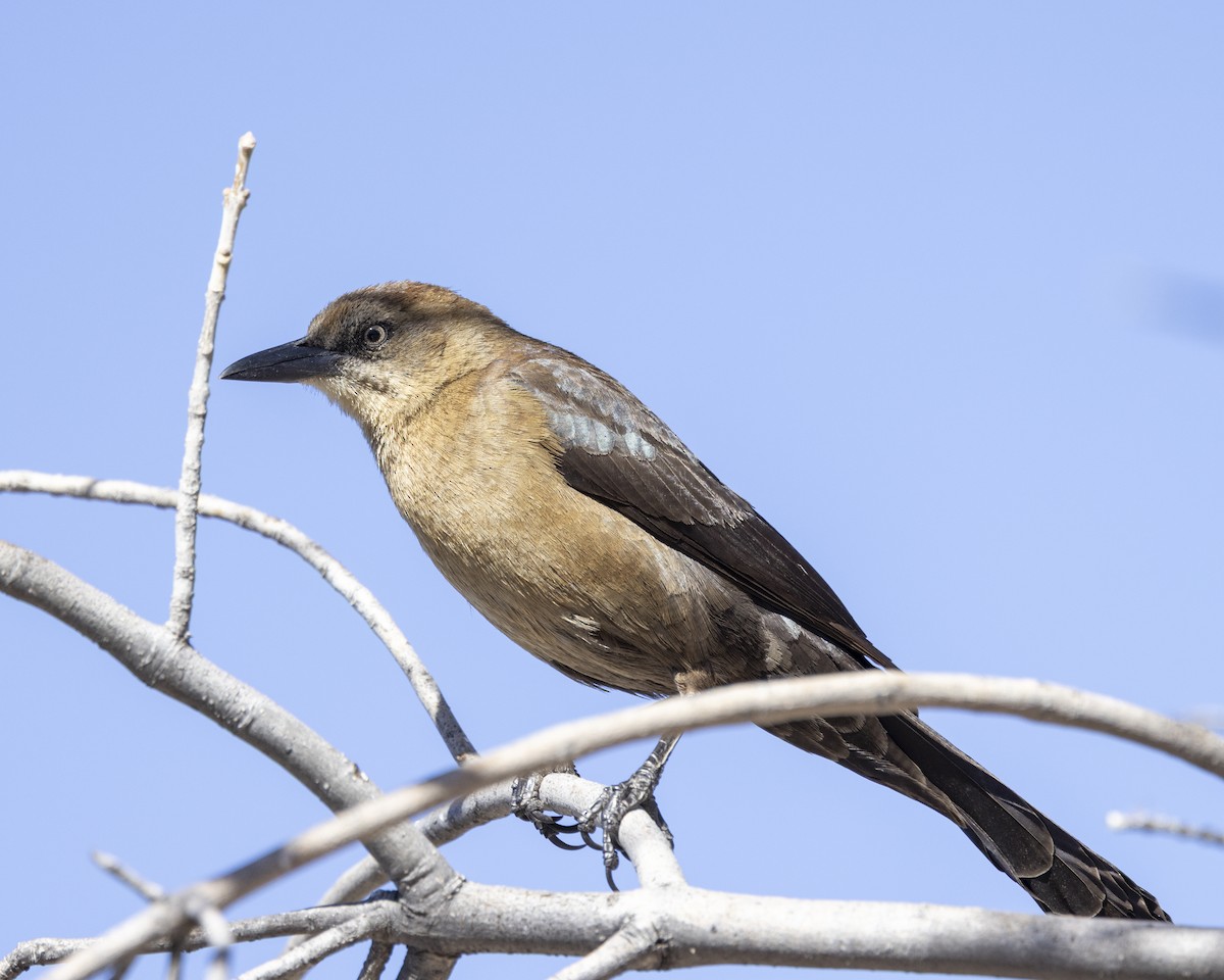 Büyük Kuyruklu Kiskal - ML646149569