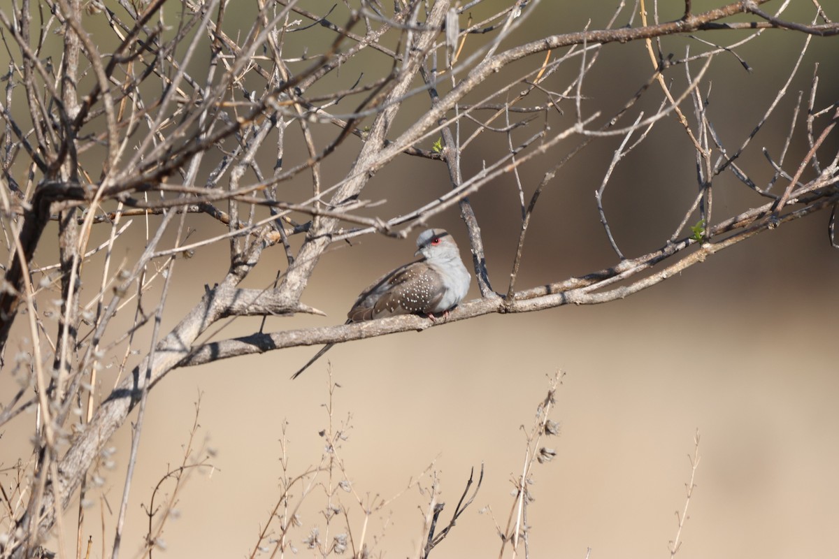 ウスユキバト - ML646149573