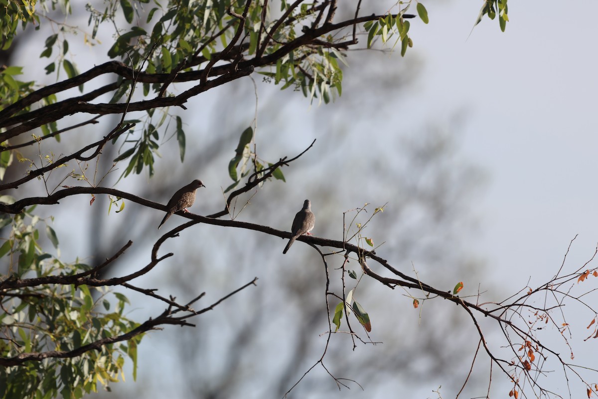 ウスユキバト - ML646149574