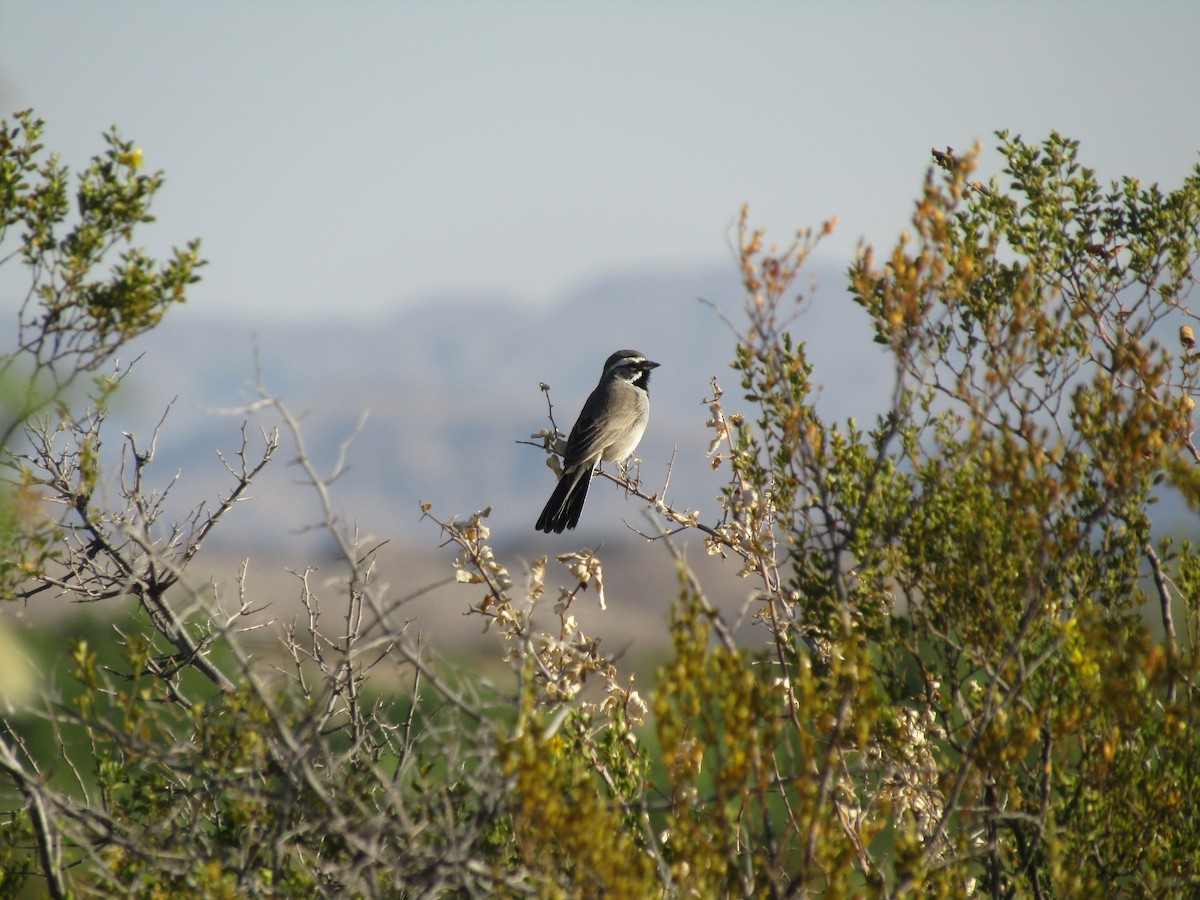 Kara Boğazlı Serçe - ML646149576