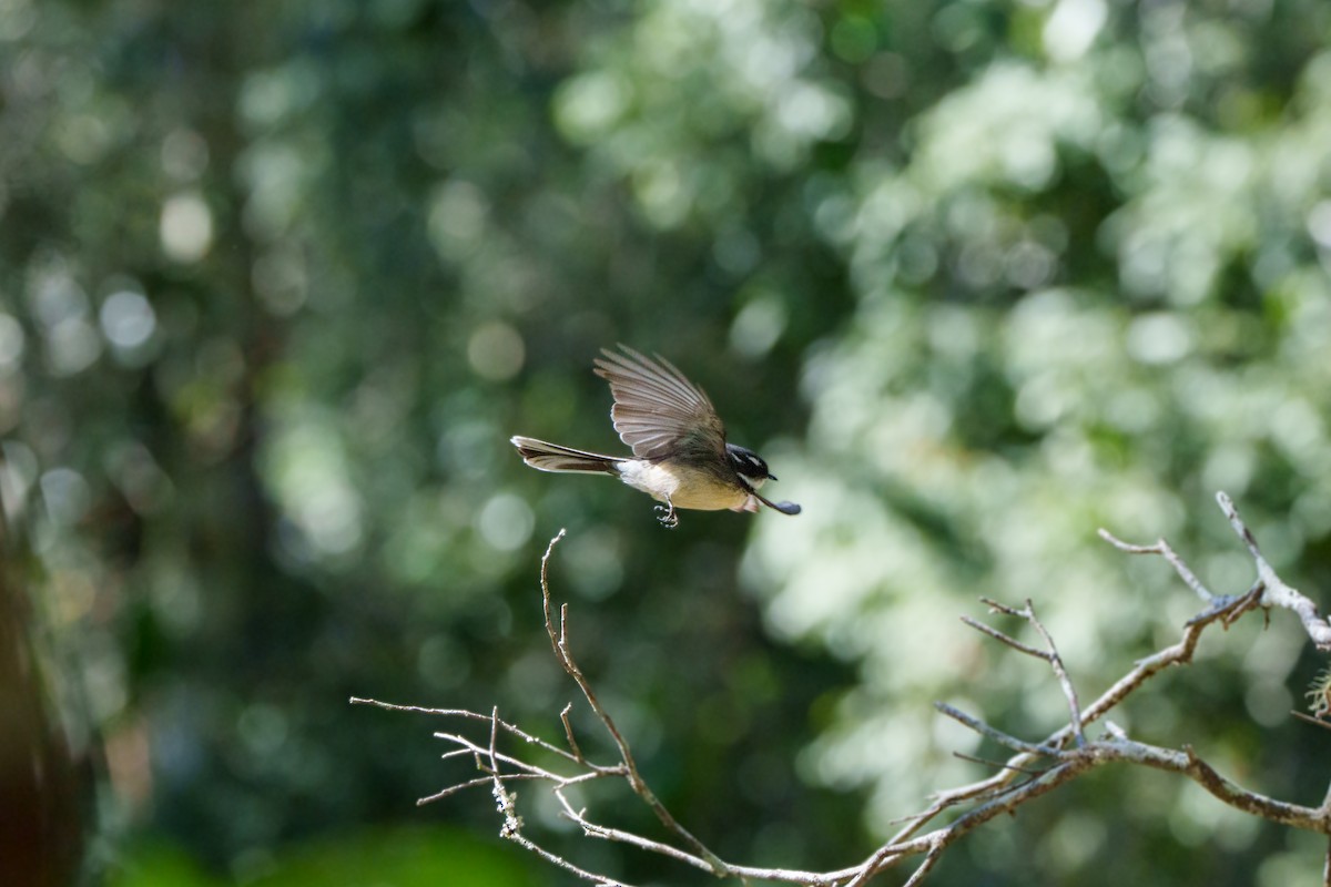 Gri Katmerkuyruk - ML646149582