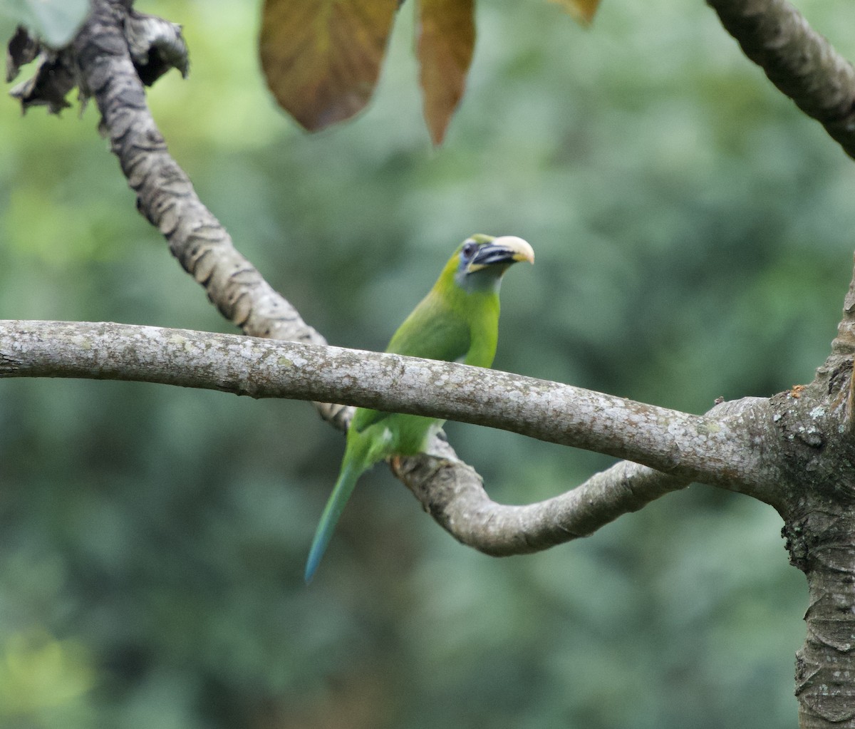Oluklu Tukanet (calorhynchus) - ML646149589