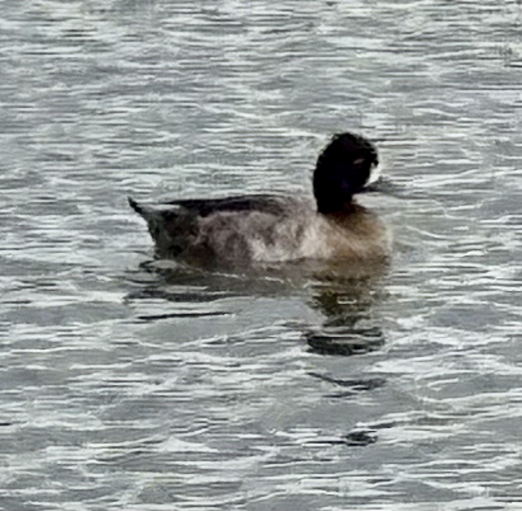 Lesser Scaup - ML646149599
