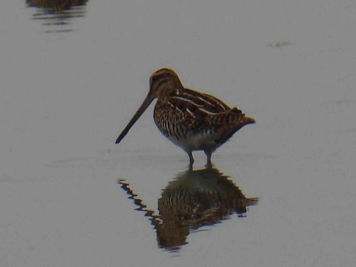 חרטומית ביצות - ML646149603