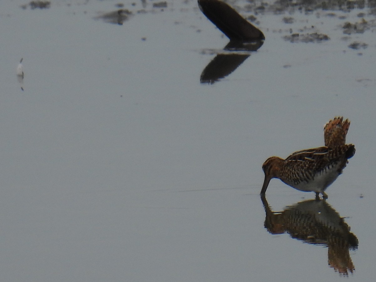 חרטומית ביצות - ML646149608