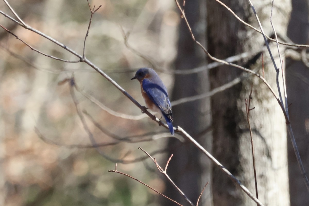 Eastern Bluebird - ML646149612