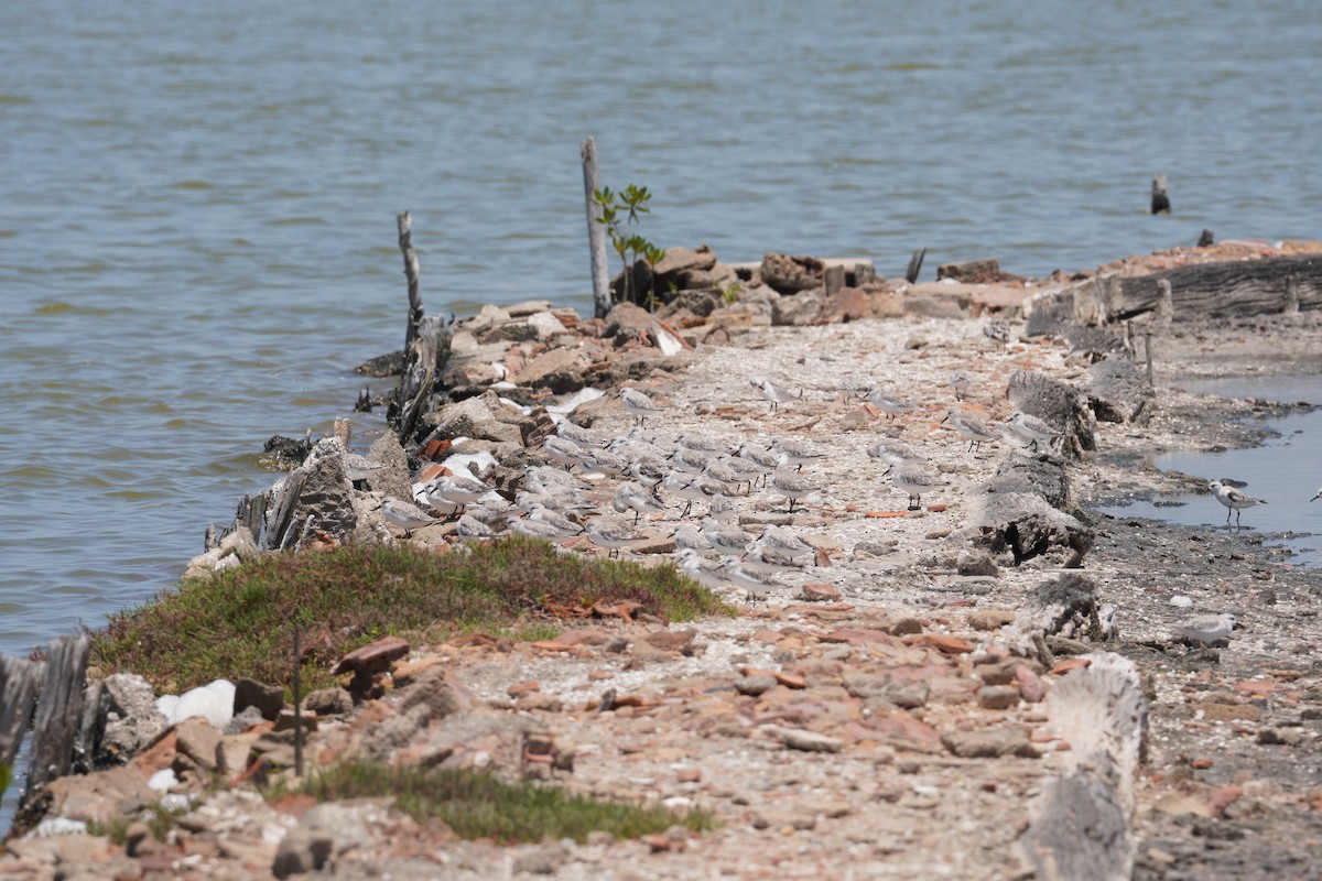 Sanderling - ML646149613