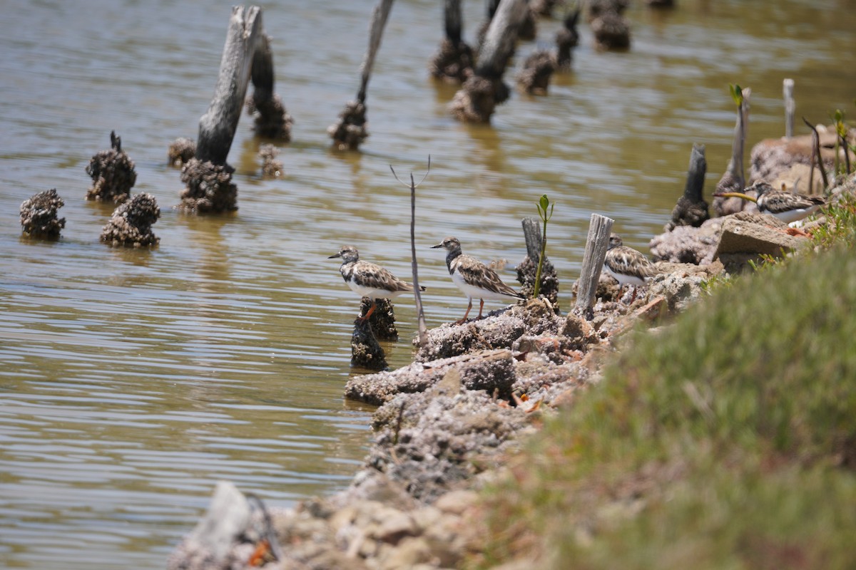 Ruddy Turnstone - ML646149615