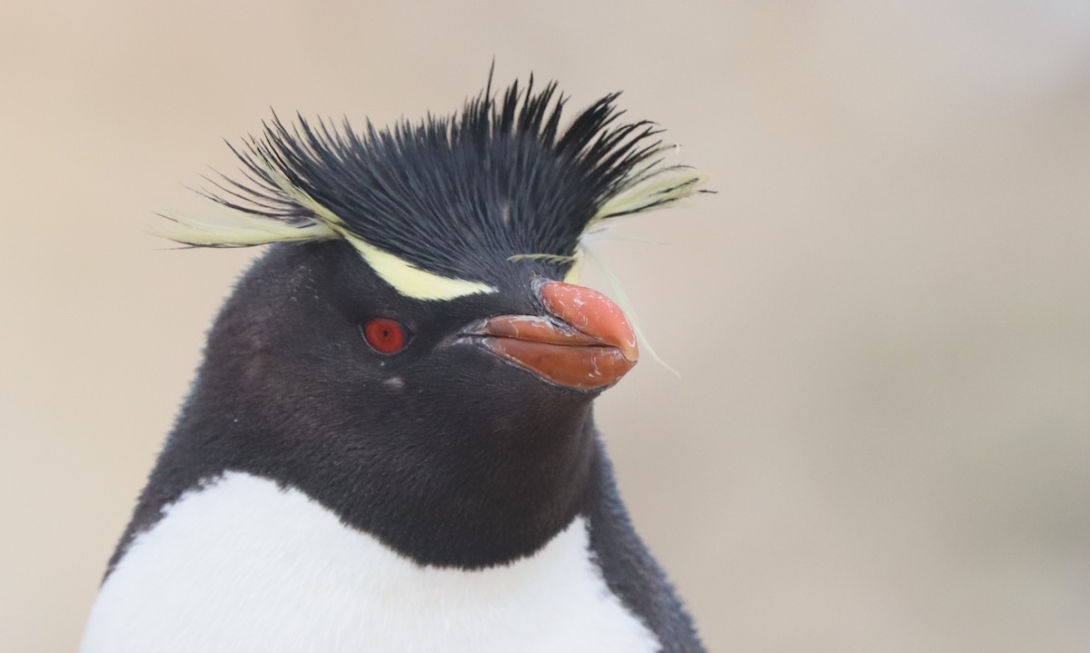 Western Rockhopper Penguin - ML646149616