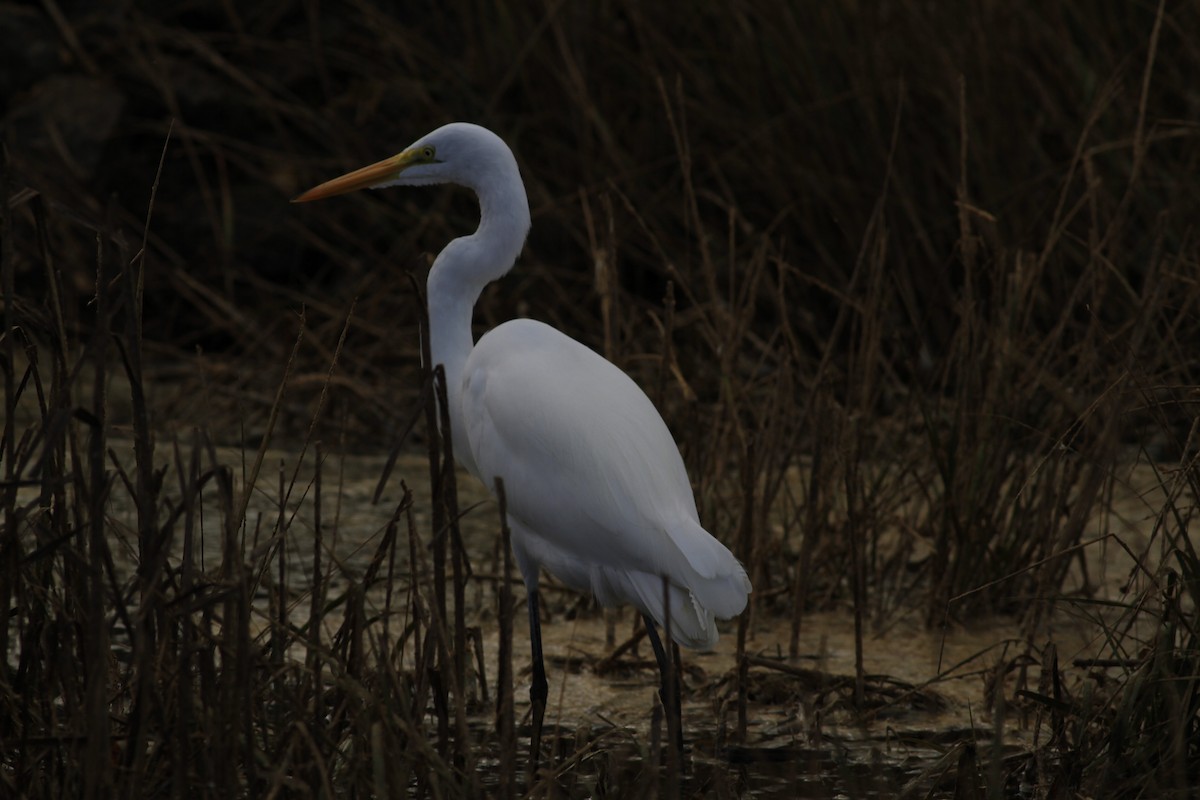 Чапля велика - ML646149618