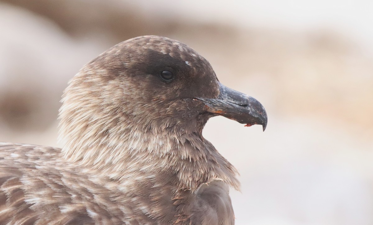 Brown Skua (Falkland) - ML646149620