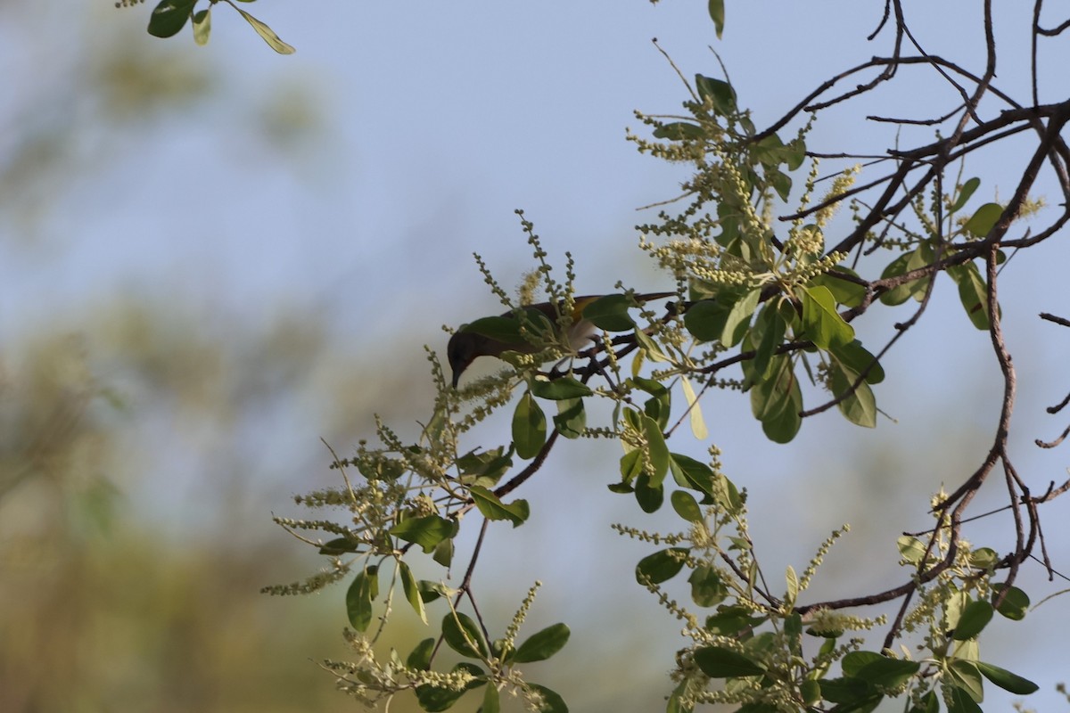 Rufous-throated Honeyeater - ML646149623