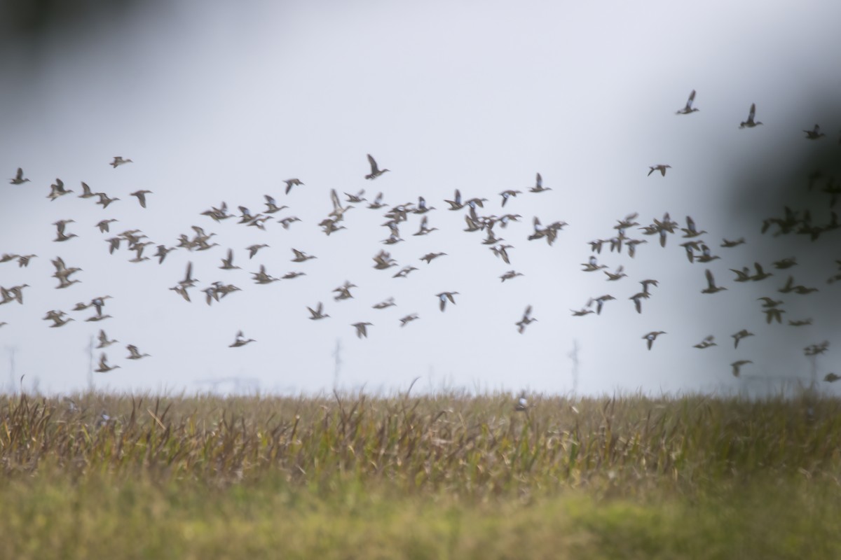 Blue-winged Teal - ML646149624