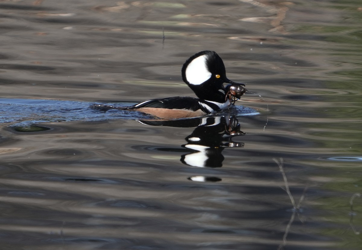 Hooded Merganser - ML646149627