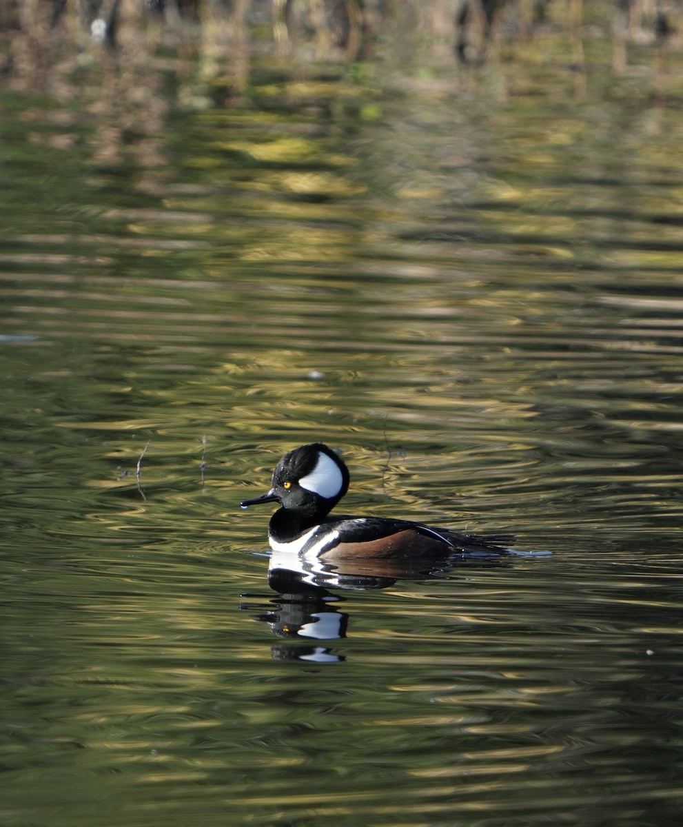 Hooded Merganser - ML646149628