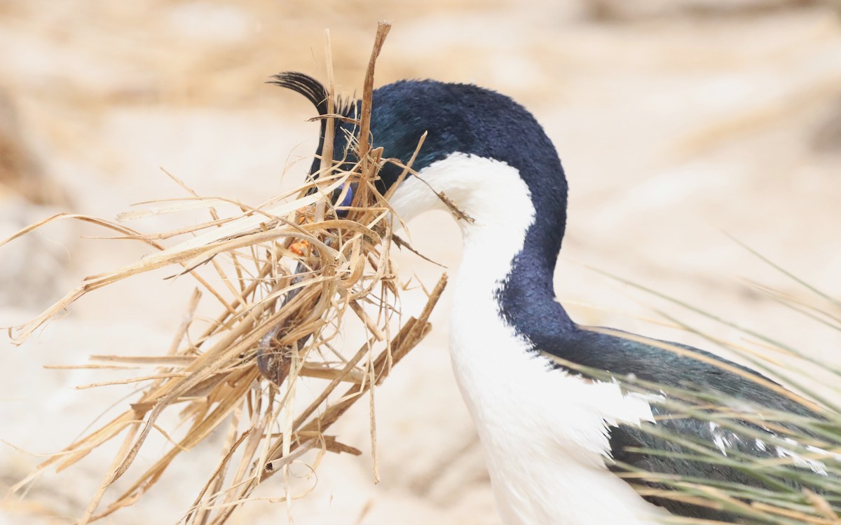 Imperial Cormorant - ML646149632