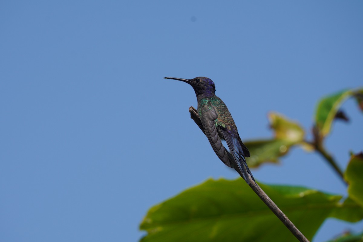 Swallow-tailed Hummingbird - ML646149633