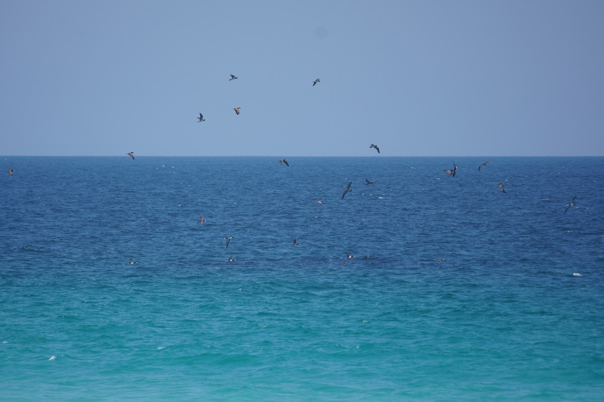 Brown Booby - ML646149644