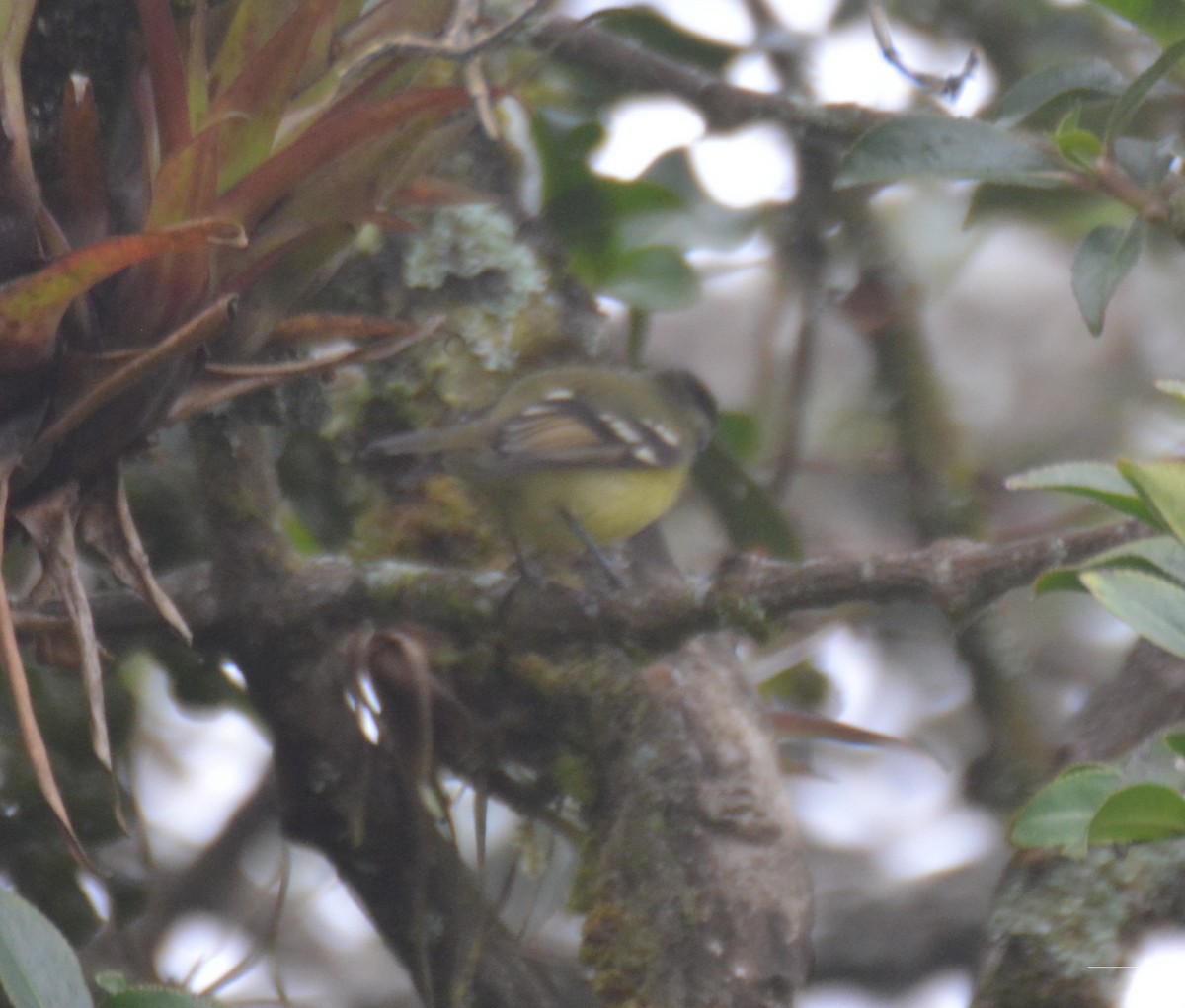 Black-capped Tyrannulet - ML646149645
