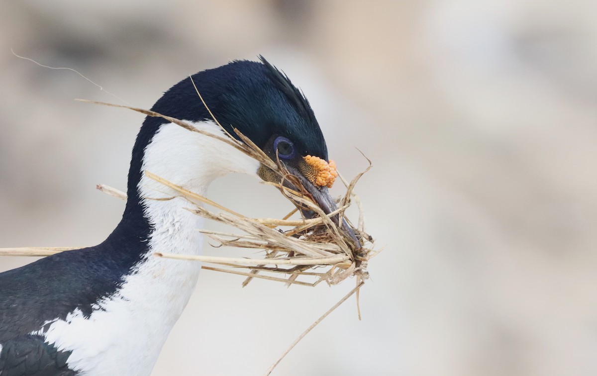 Imperial Cormorant - ML646149646