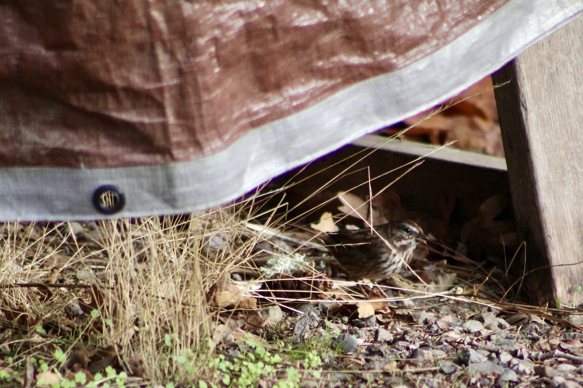 Song Sparrow - ML646149648