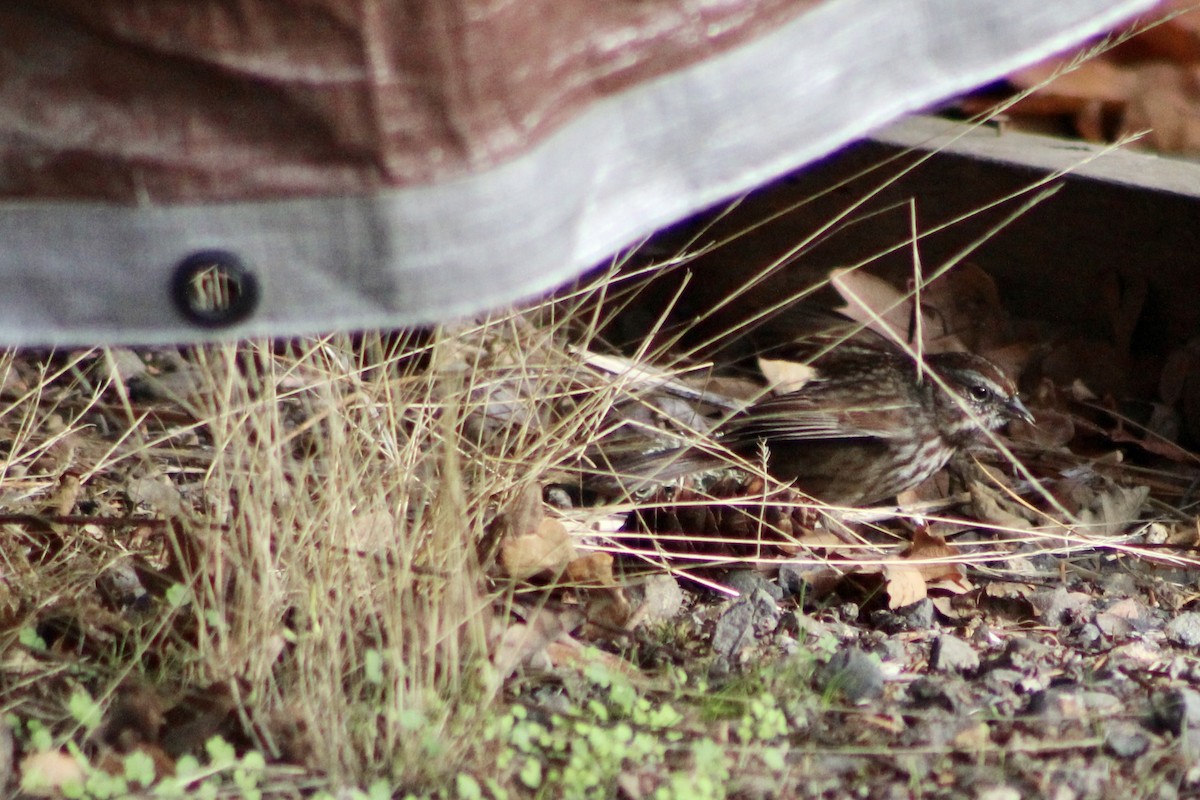 Song Sparrow - ML646149649