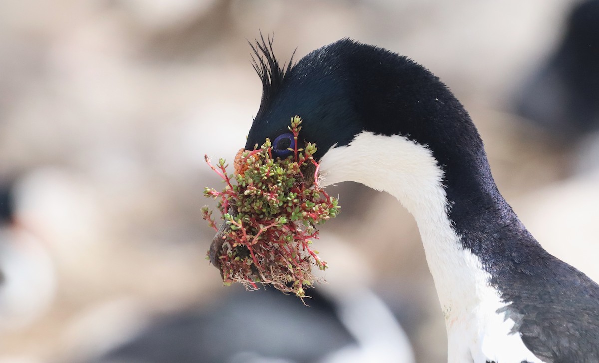 Imperial Cormorant - ML646149655