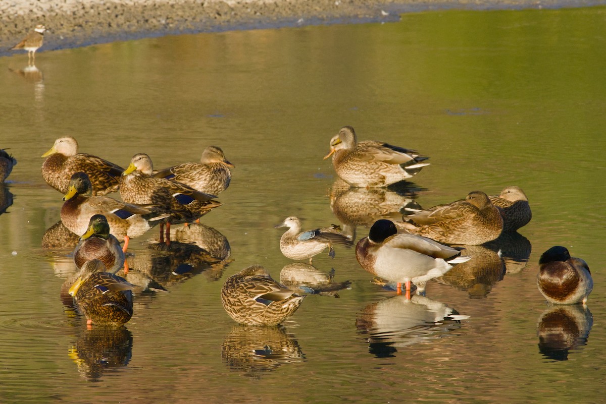 Blue-winged Teal - ML646149656