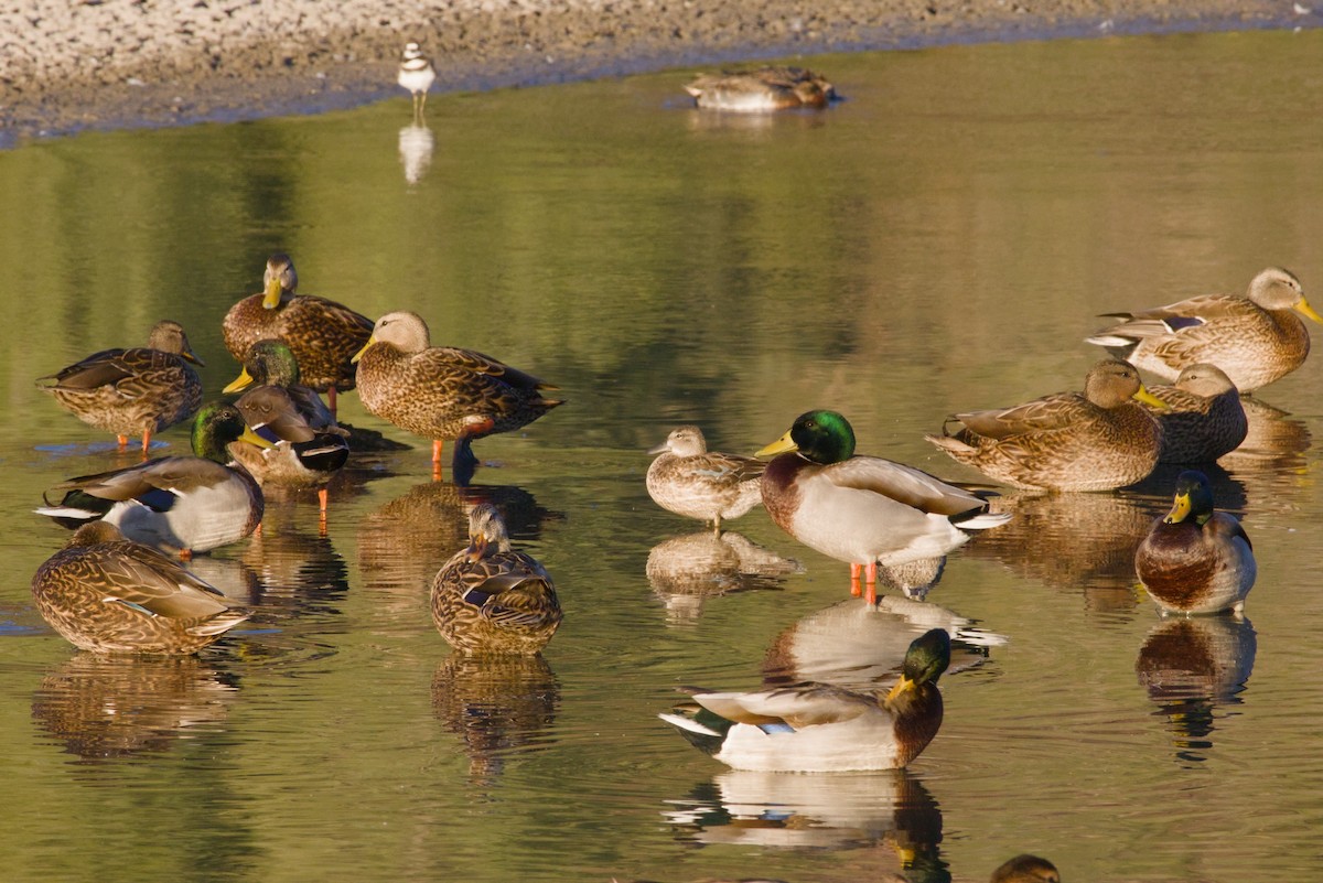 Blue-winged Teal - ML646149657