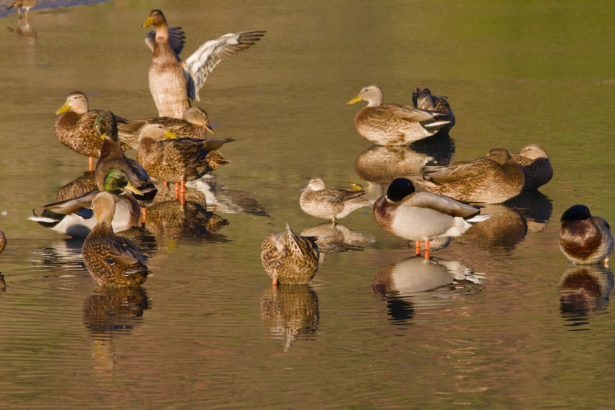 Blue-winged Teal - ML646149658