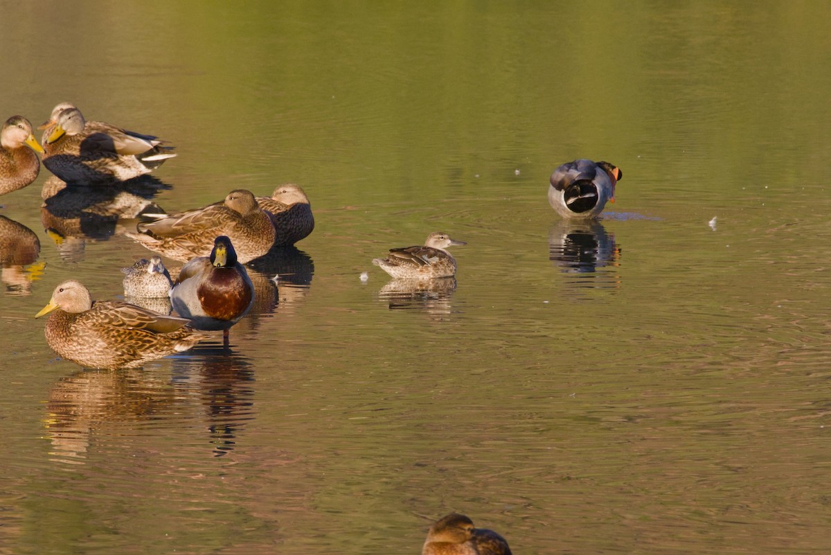 Blue-winged Teal - ML646149660