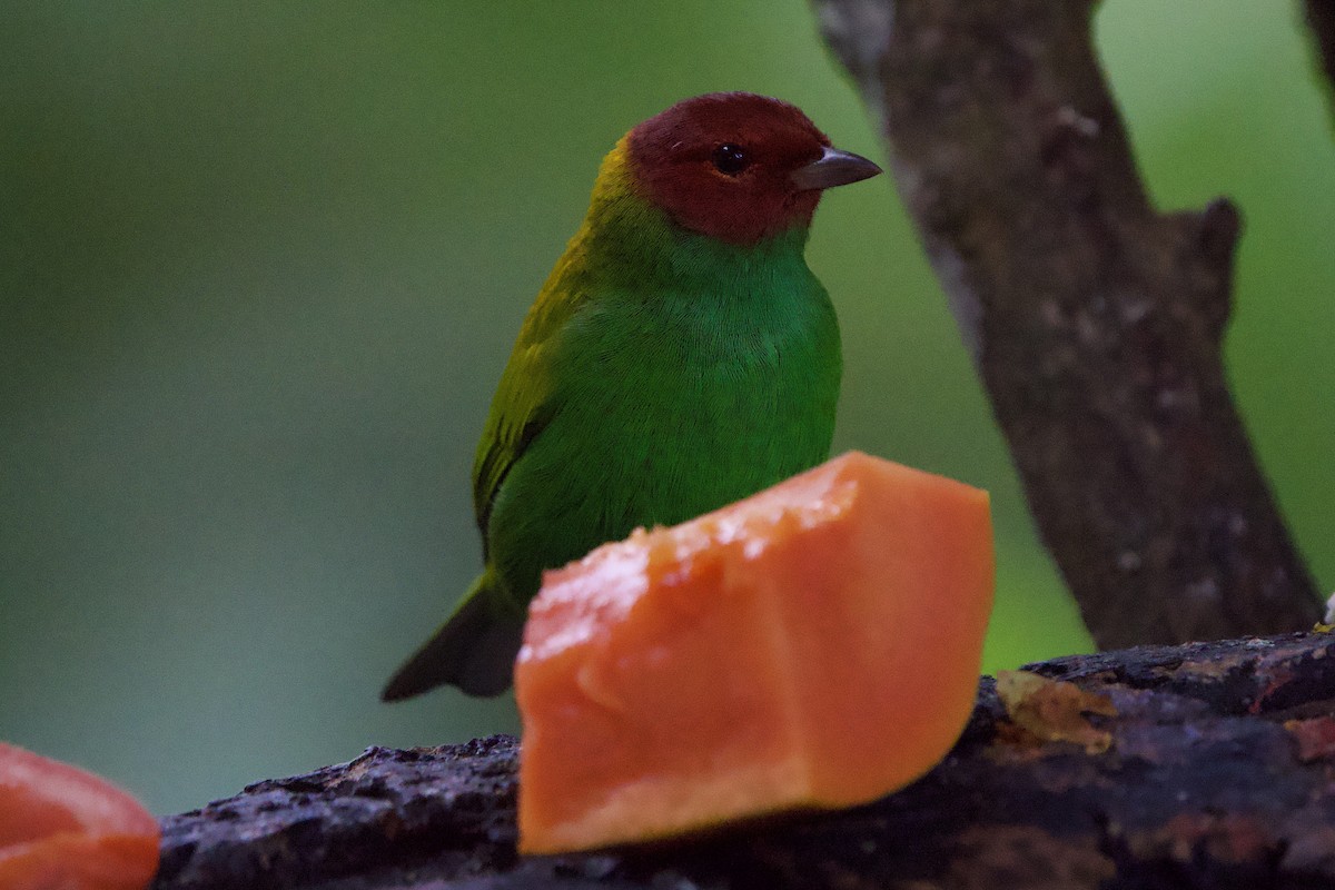 Calliste rouverdin (viridissima/toddi) - ML646149662