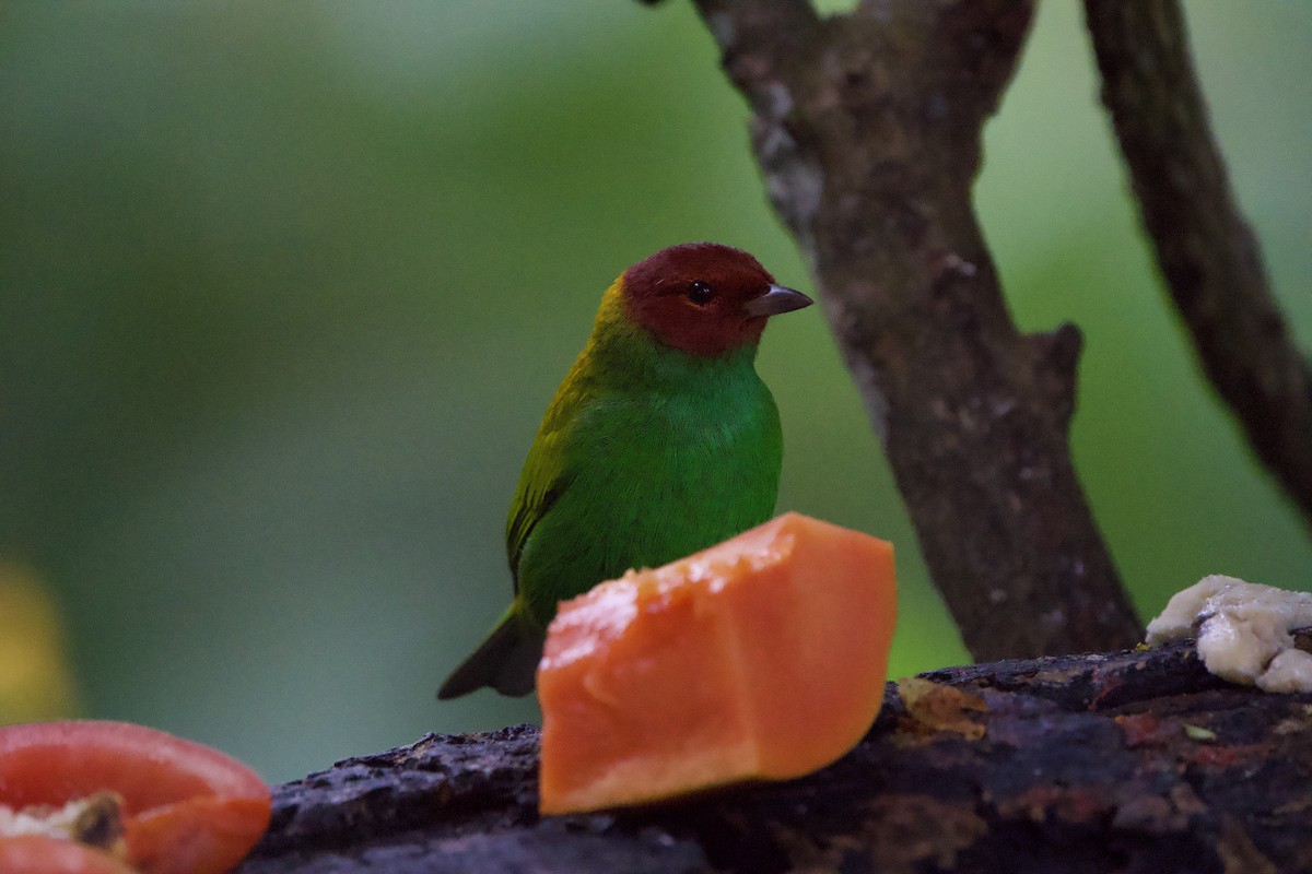 Calliste rouverdin (viridissima/toddi) - ML646149668