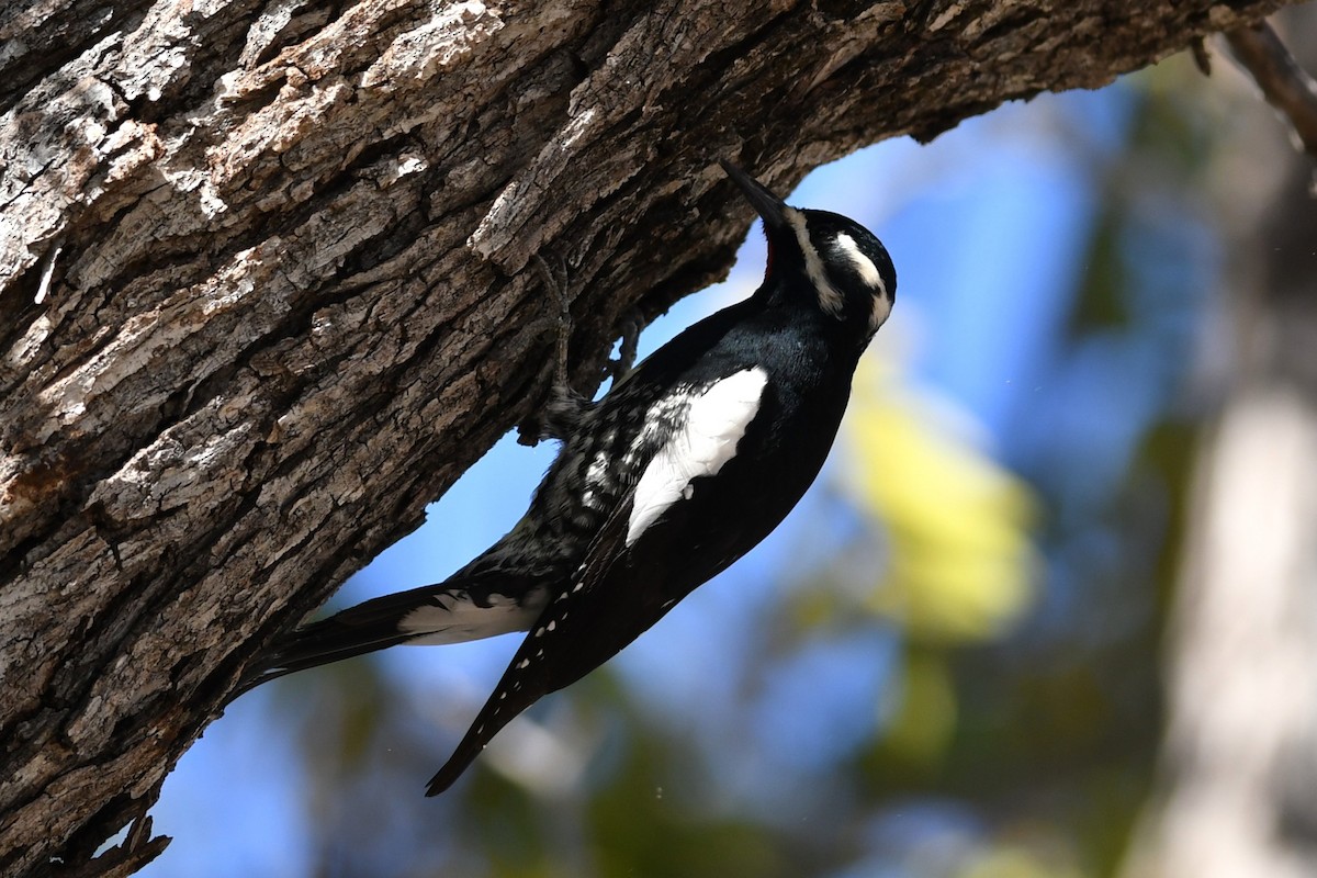 Williamson's Sapsucker - ML646149669