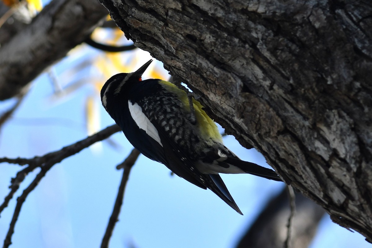 Williamson's Sapsucker - ML646149674