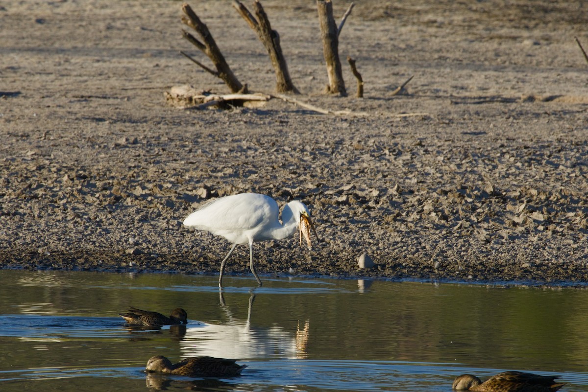 Чапля велика - ML646149675