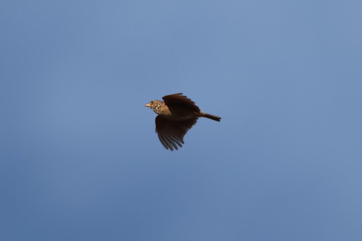 Singing Bushlark - ML646149676