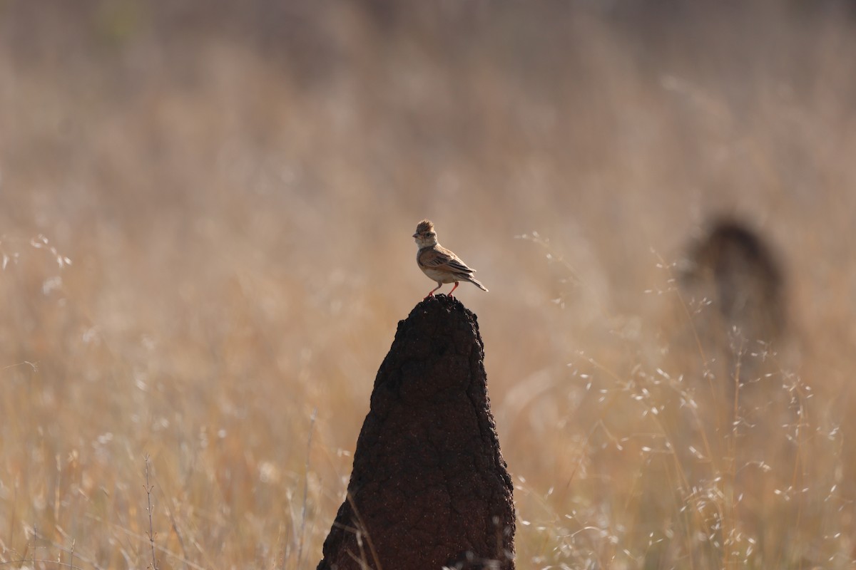 Singing Bushlark - ML646149678