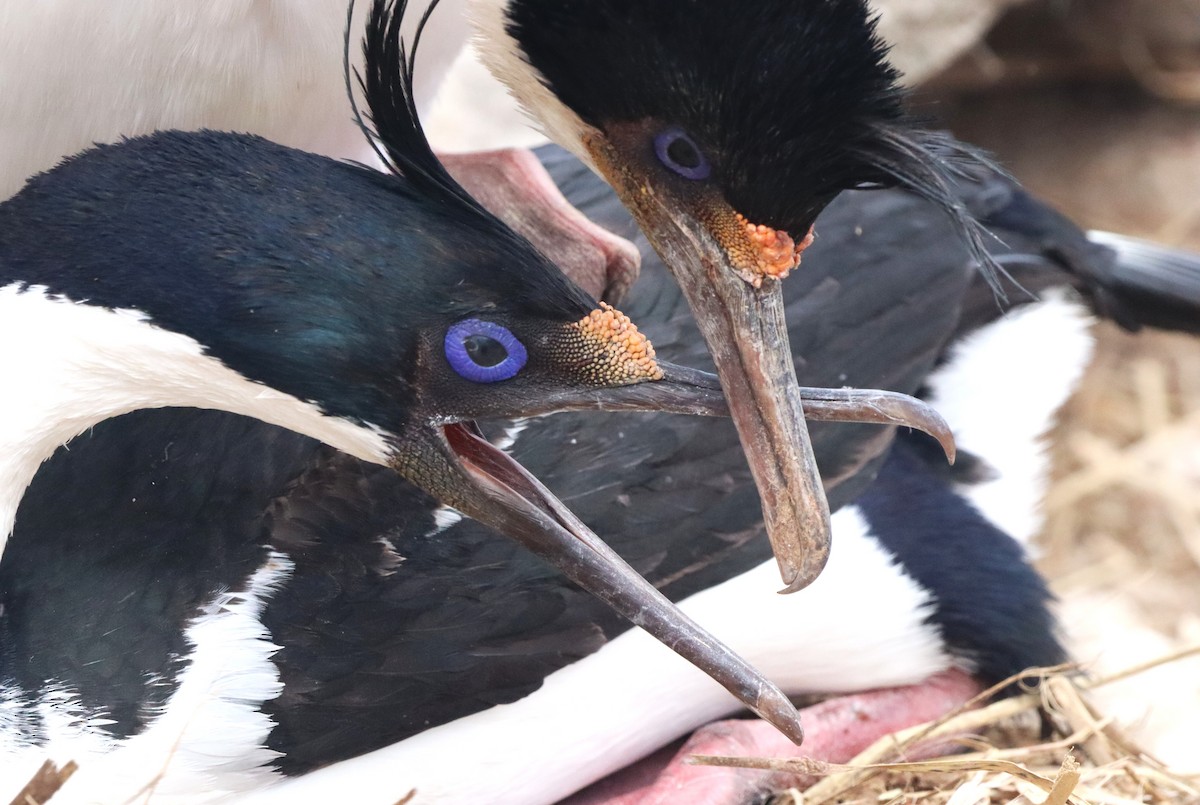 Imperial Cormorant - ML646149679