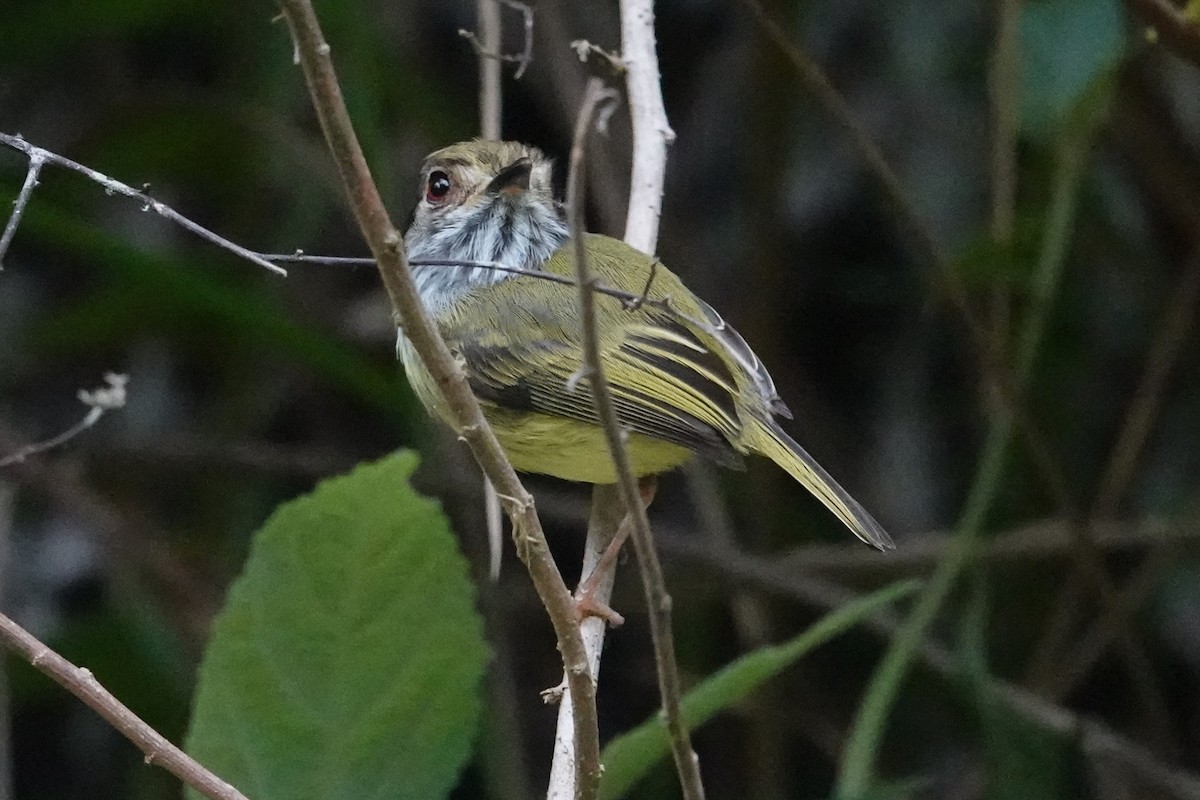 Microtyran oreillard - ML646149680