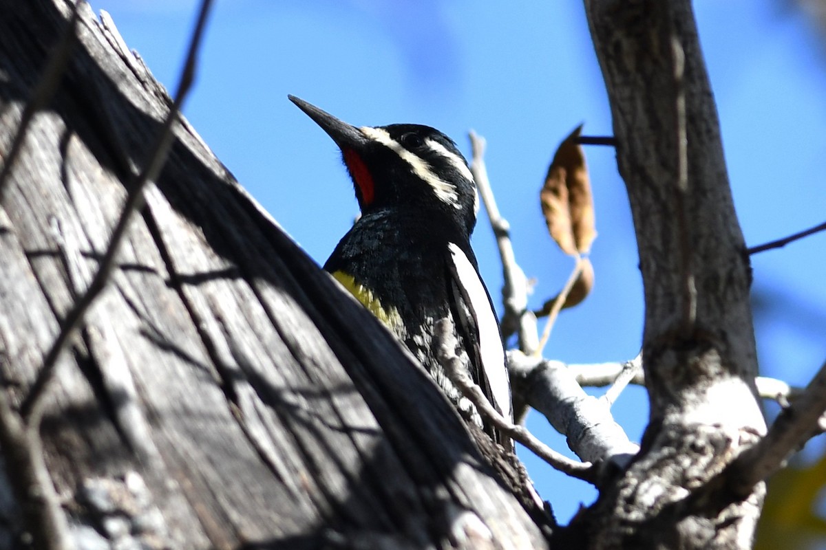 Williamson's Sapsucker - ML646149682