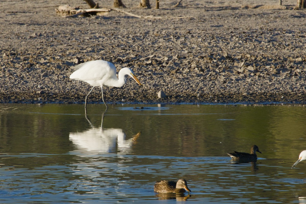 Чапля велика - ML646149683