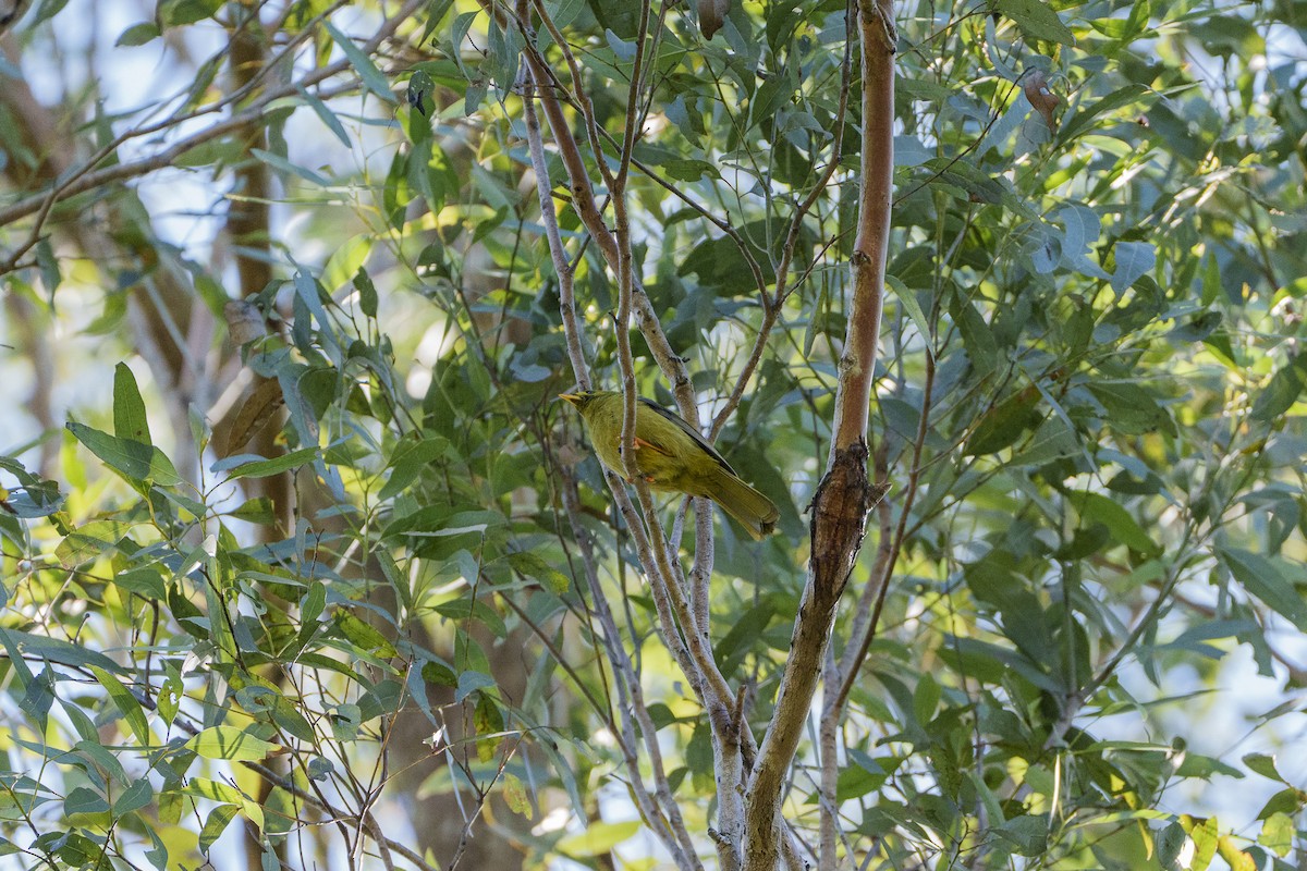 Glockenhonigfresser - ML646149686